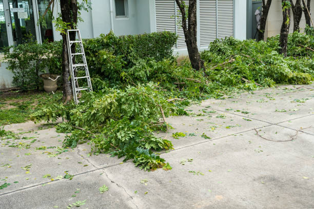 Best Stump Grinding Near Me  in La Junta, CO